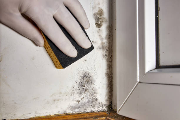 Best Post-Remediation Verification Testing  in San Buenaventura, CA